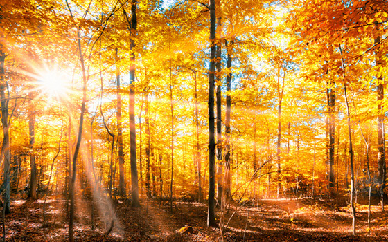 Sonnenstrahlen scheinen durch einen Herbstwald
