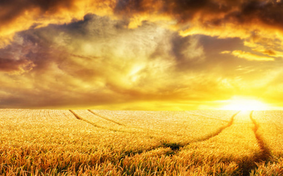 Weites Kornfeld bei Sonnenuntergang