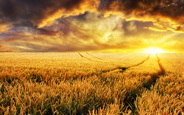 Ein weites Kornfeld mit untergehender Sonne.