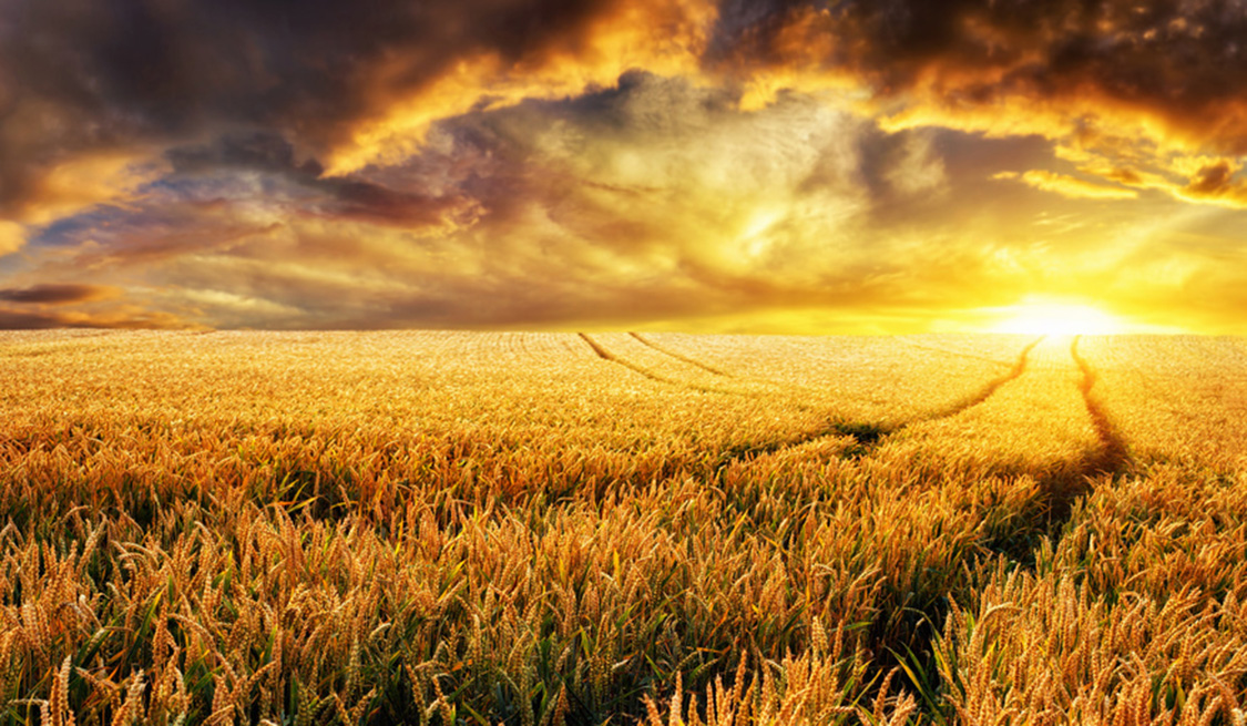 Bioenergie | Erneuerbare Energien Ein weites Kornfeld mit untergehender Sonne.