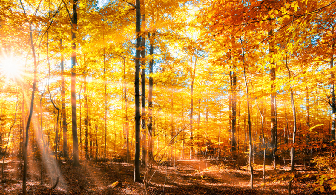 Sonnenenergie – Erneuerbare Energien Sonnenstrahlen scheinen durch einen Herbstwald.